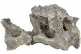 Fossil Iguanodont Dinosaur (Mantellisaurus?) Sacrum - England #238080-4
